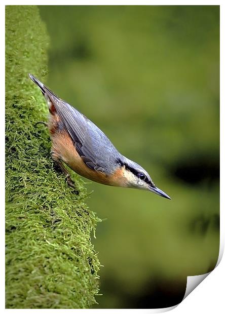 NUTHATCH #2 Print by Anthony R Dudley (LRPS)