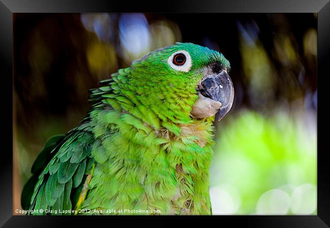 blue naped parrot Framed Print by Craig Lapsley