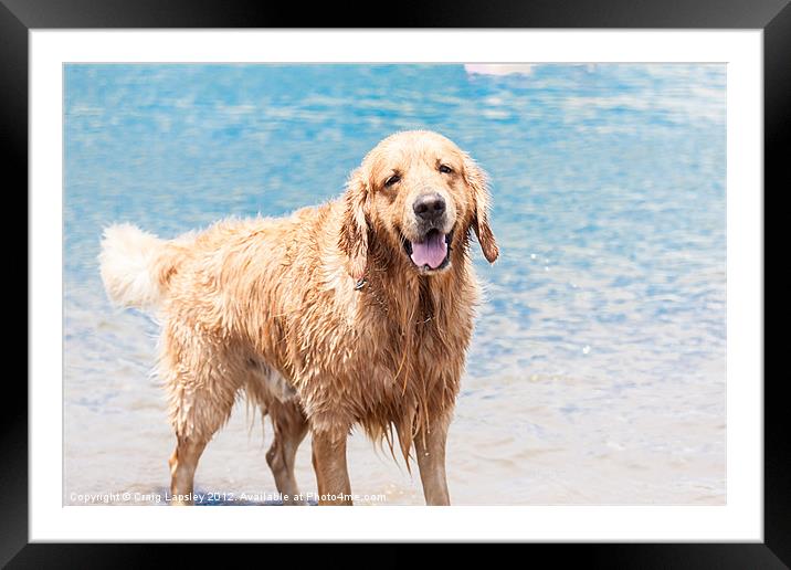happy wet dog Framed Mounted Print by Craig Lapsley