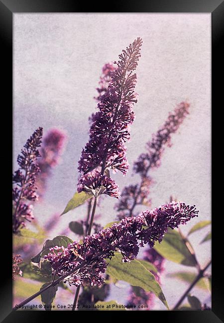 Butterfly Bush Framed Print by Julie Coe