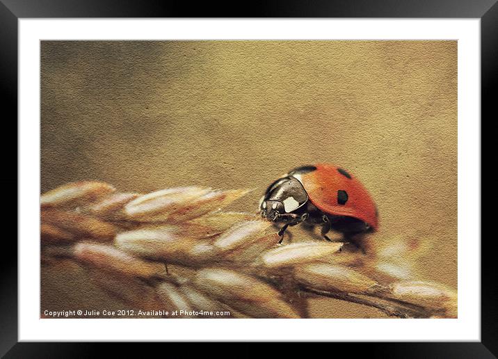 Ladybug Framed Mounted Print by Julie Coe