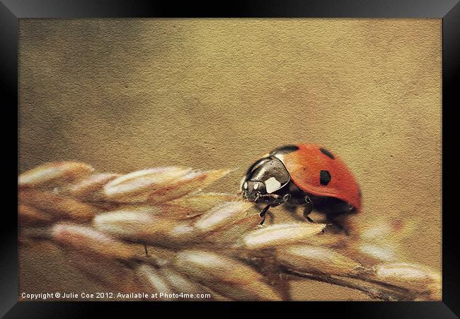 Ladybug Framed Print by Julie Coe