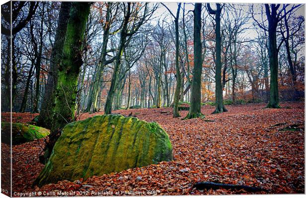 Chevin Forest Park #1 Canvas Print by Colin Metcalf