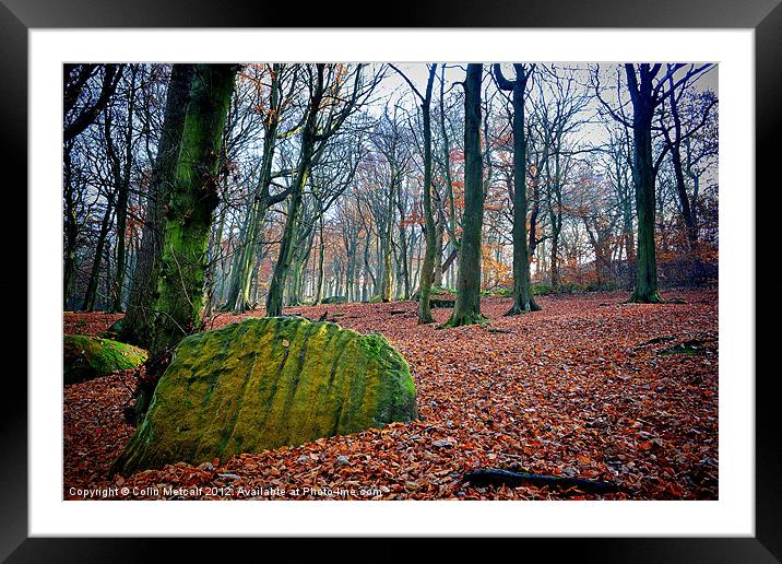 Chevin Forest Park #1 Framed Mounted Print by Colin Metcalf