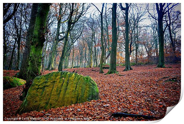 Chevin Forest Park #1 Print by Colin Metcalf