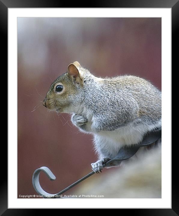 Squirrel 1 Framed Mounted Print by Brian  Raggatt