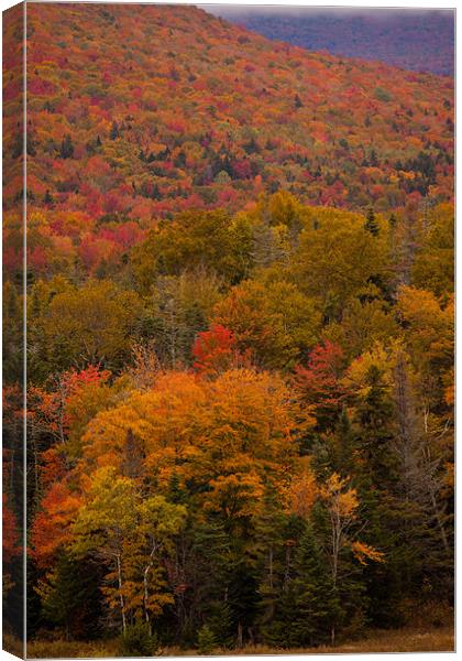 Fall colors New Hampshire Canvas Print by Thomas Schaeffer