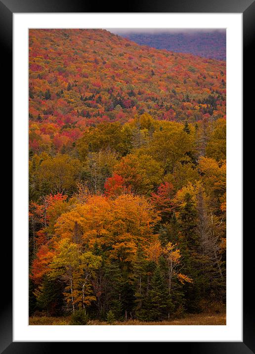 Fall colors New Hampshire Framed Mounted Print by Thomas Schaeffer
