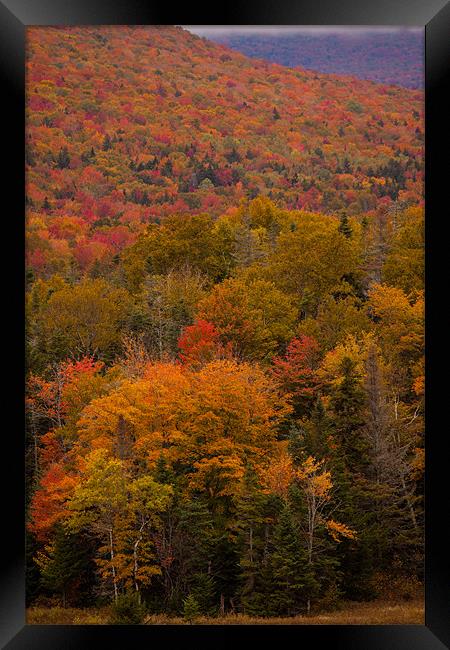 Fall colors New Hampshire Framed Print by Thomas Schaeffer