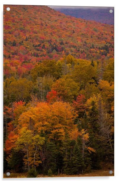 Fall colors New Hampshire Acrylic by Thomas Schaeffer