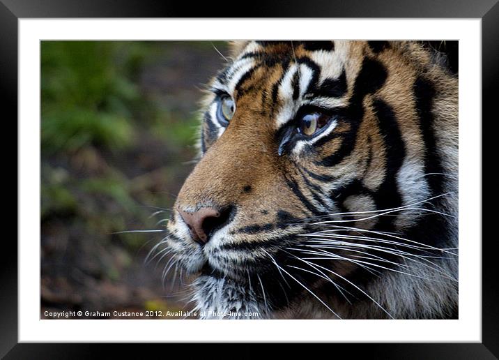 Sumatran Tiger Framed Mounted Print by Graham Custance