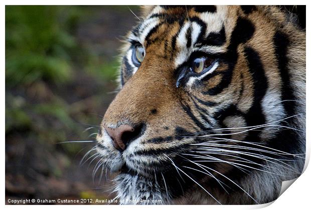 Sumatran Tiger Print by Graham Custance
