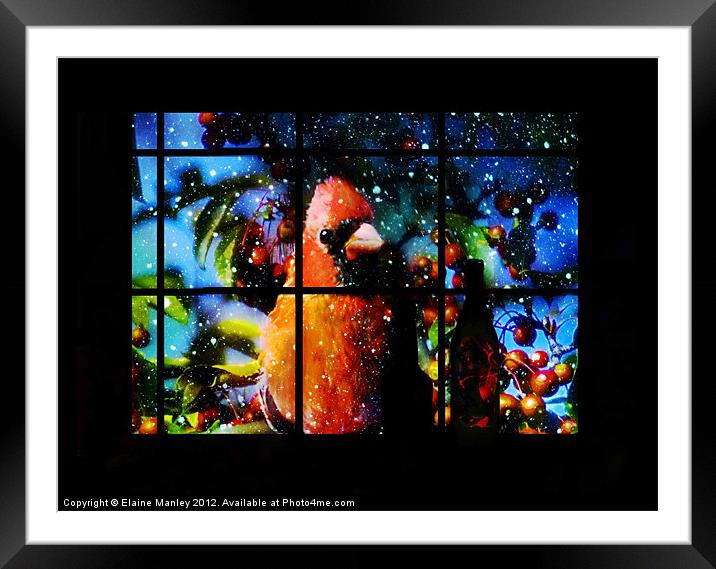 Cardinal Looking in Window Framed Mounted Print by Elaine Manley