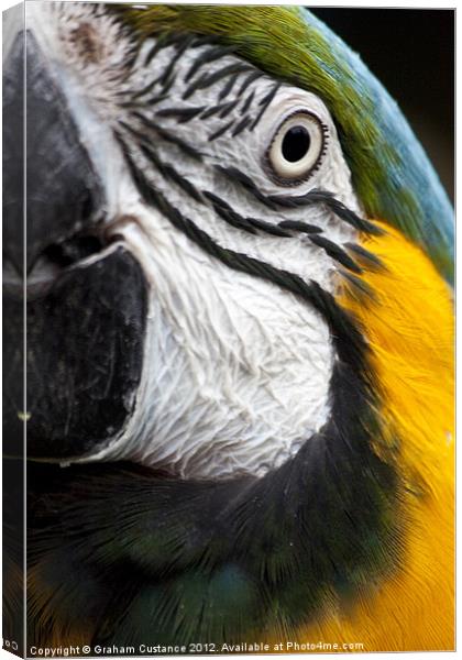 Macaw Canvas Print by Graham Custance