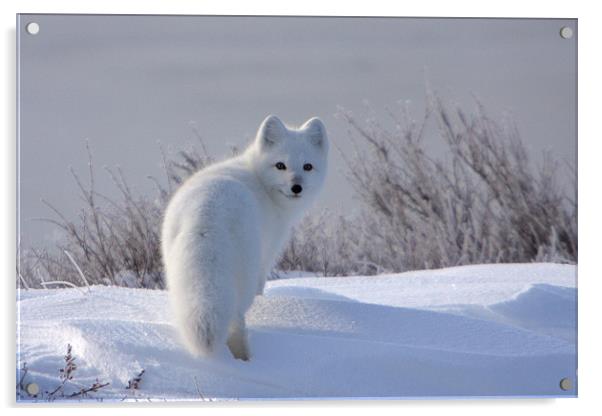Arctic Fox  Acrylic by Thomas Schaeffer