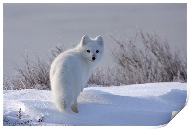 Arctic Fox  Print by Thomas Schaeffer