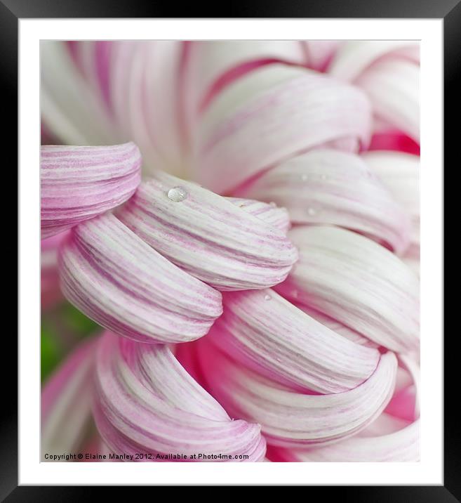 Candy Cane Petals Framed Mounted Print by Elaine Manley