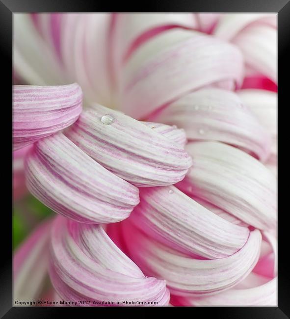 Candy Cane Petals Framed Print by Elaine Manley