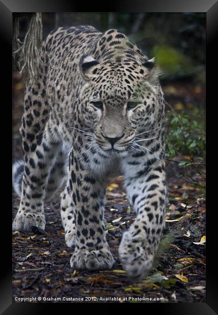 Persian Leopard Framed Print by Graham Custance