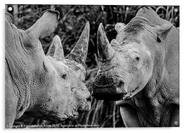 Southern white rhino Acrylic by Oxon Images