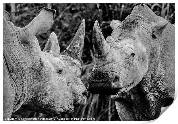 Southern white rhino Print by Oxon Images
