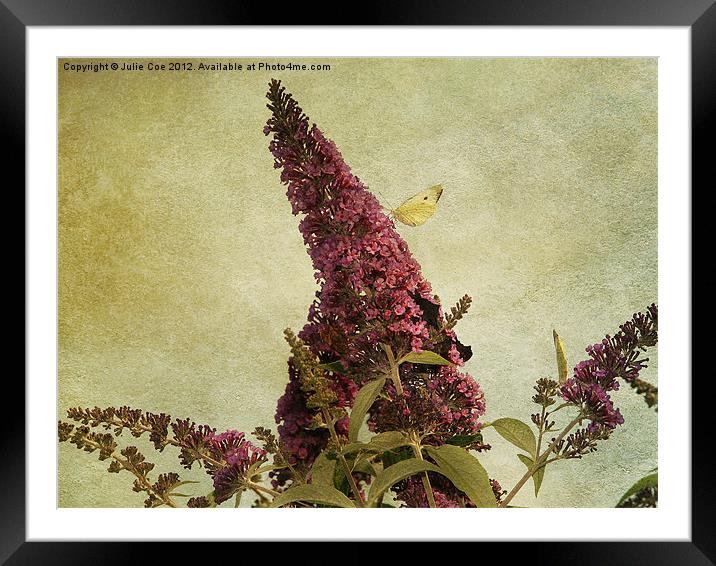Flutterbies Framed Mounted Print by Julie Coe