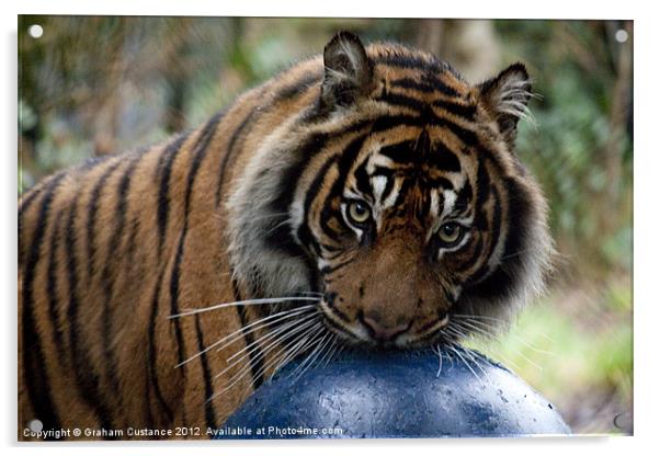 Sumatran Tiger Acrylic by Graham Custance