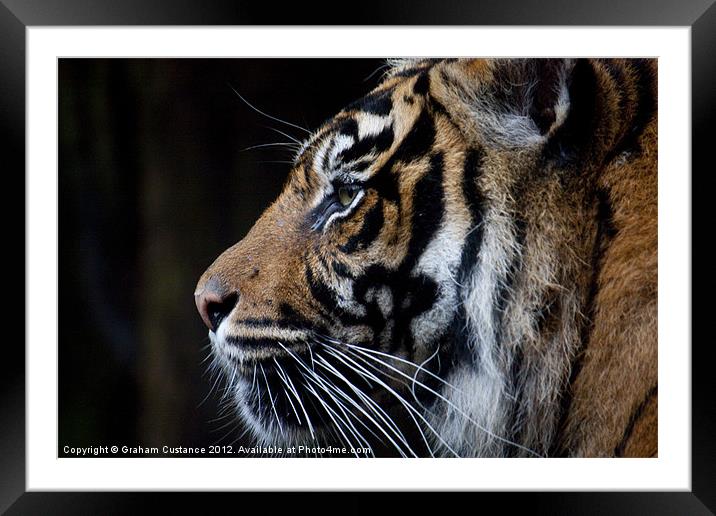 Sumatran Tiger Framed Mounted Print by Graham Custance
