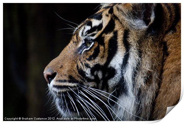 Sumatran Tiger Print by Graham Custance