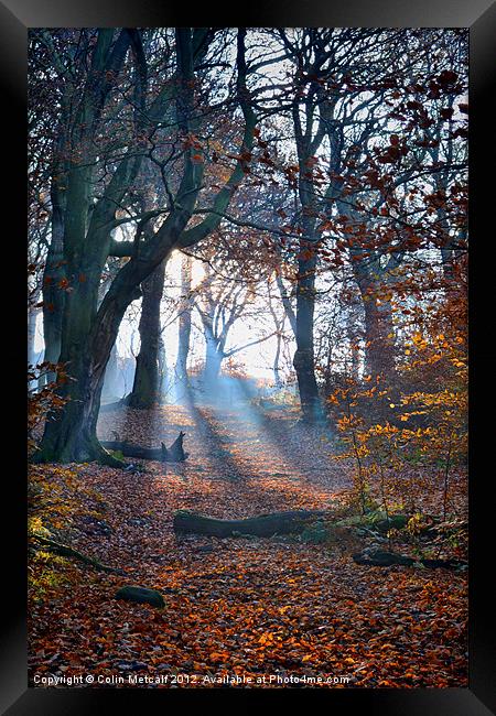 Chevin Forest Park #2 Framed Print by Colin Metcalf