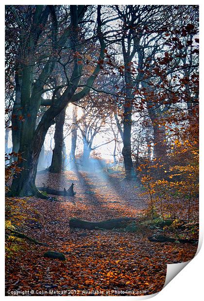 Chevin Forest Park #2 Print by Colin Metcalf