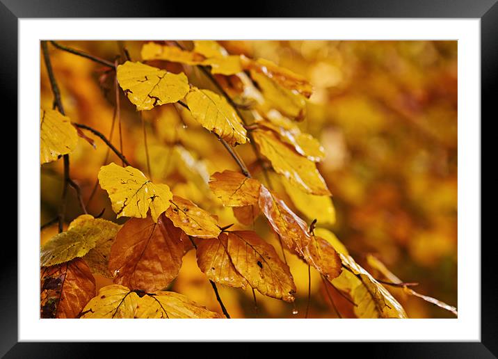 Autumn Fire Framed Mounted Print by Paul Macro