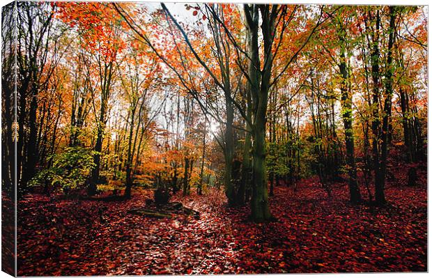 Autumn Woodland Canvas Print by gary davidson