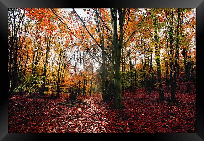 Autumn Woodland Framed Print by gary davidson