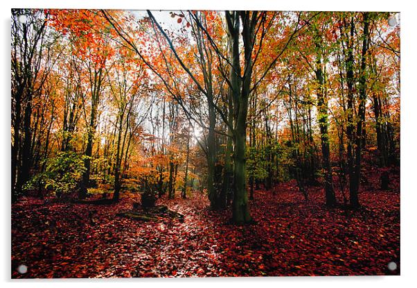 Autumn Woodland Acrylic by gary davidson