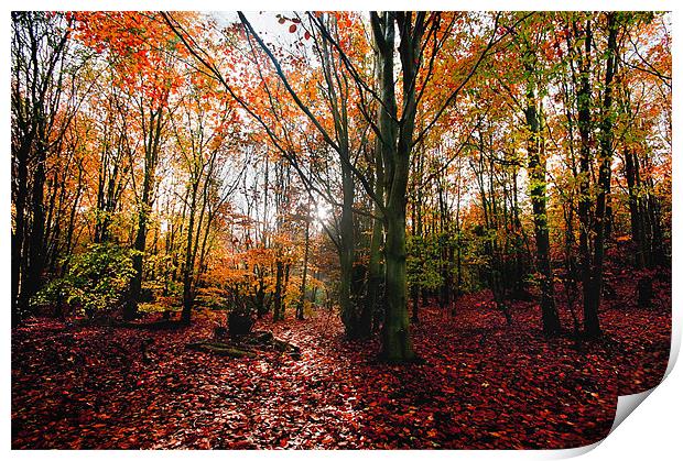 Autumn Woodland Print by gary davidson