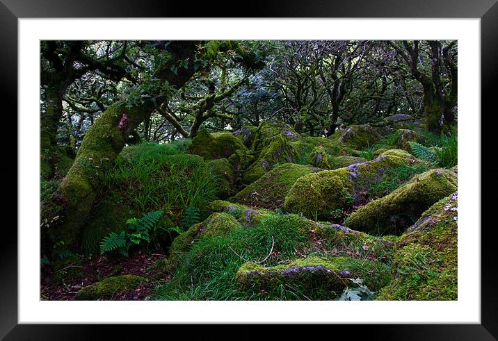 Mystical Wood Framed Mounted Print by Judy Andrews