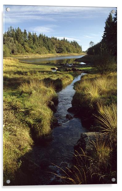 Trenchford Reservoir, Devon Acrylic by Simon Armstrong