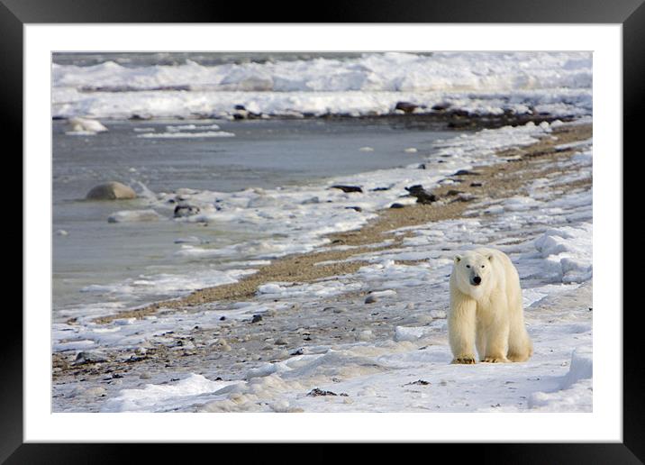 Polar bear in the ice  Framed Mounted Print by Thomas Schaeffer
