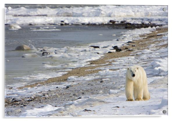 Polar bear in the ice  Acrylic by Thomas Schaeffer