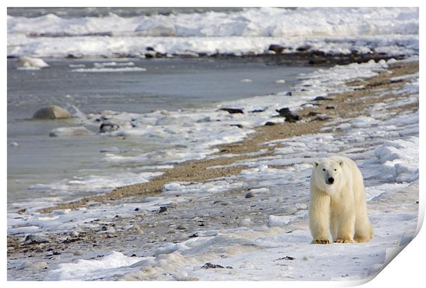 Polar bear in the ice  Print by Thomas Schaeffer