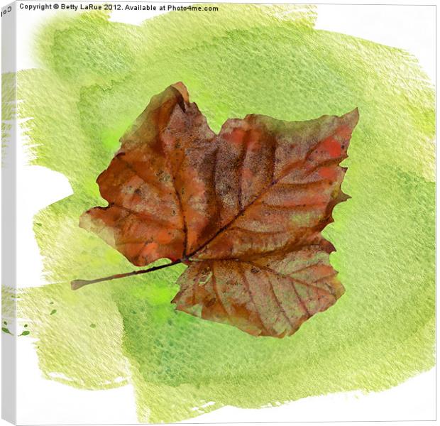 Autumn Leaf Watercolor Canvas Print by Betty LaRue