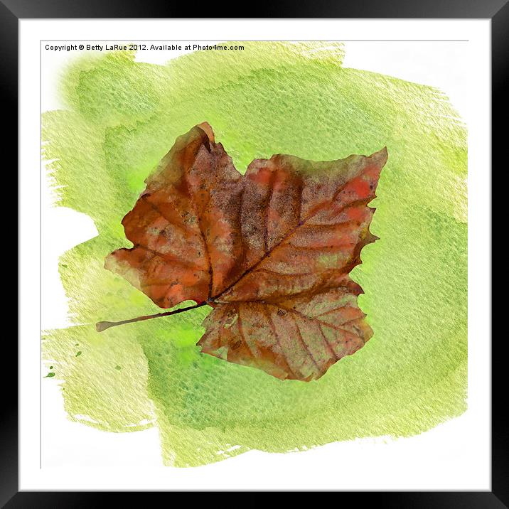 Autumn Leaf Watercolor Framed Mounted Print by Betty LaRue