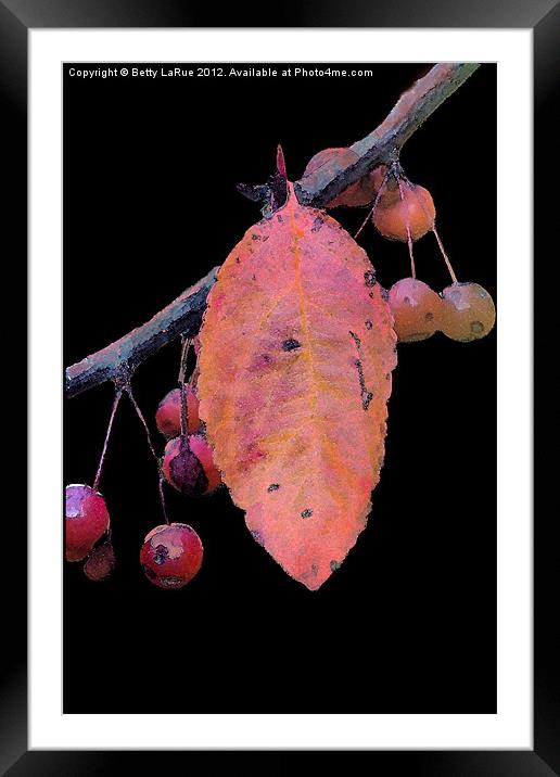 Crabapples Framed Mounted Print by Betty LaRue