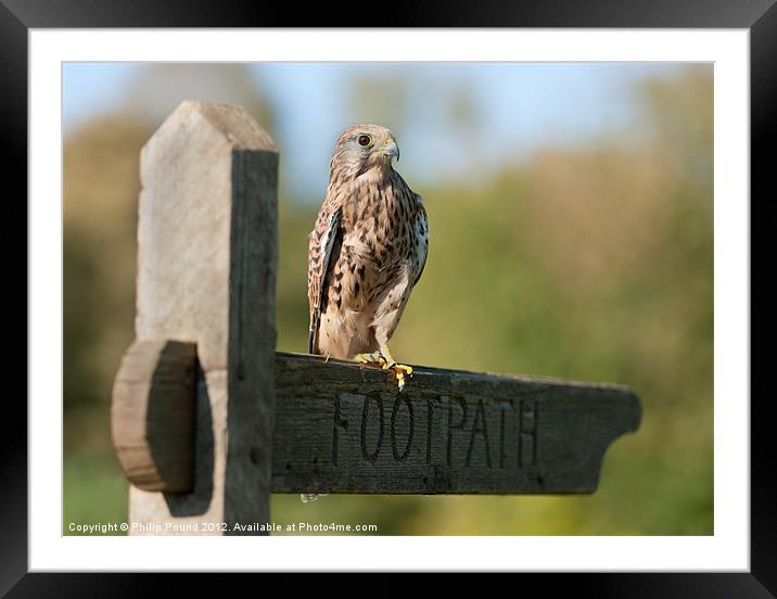 Kestrel On Footpath Sign Framed Mounted Print by Philip Pound