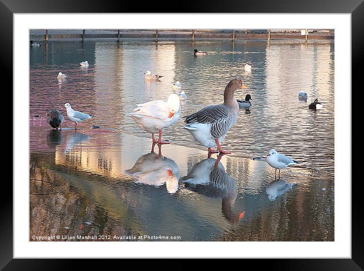 Evening Reflections. Framed Mounted Print by Lilian Marshall