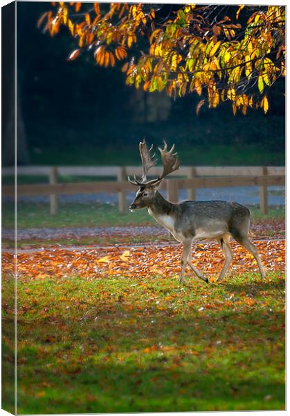 Fallow deer at Holkham Canvas Print by Stephen Mole