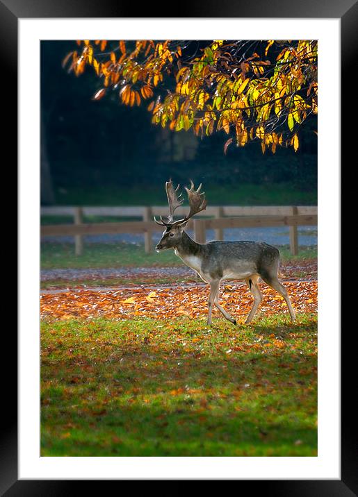 Fallow deer at Holkham Framed Mounted Print by Stephen Mole