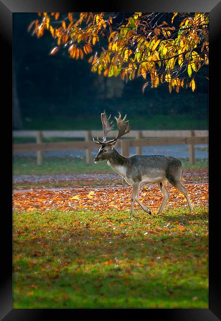 Fallow deer at Holkham Framed Print by Stephen Mole