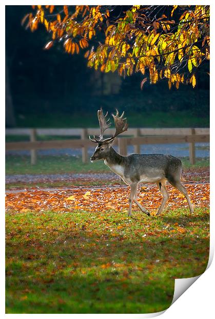 Fallow deer at Holkham Print by Stephen Mole